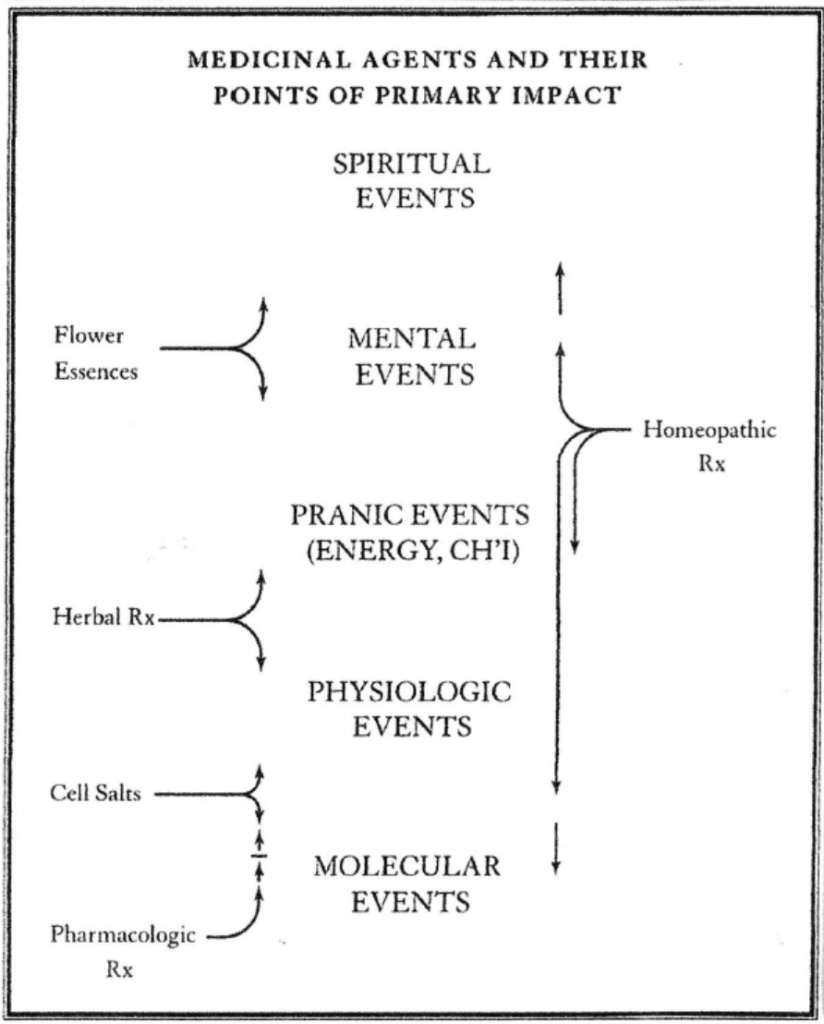 Descriptive chart that shows how plant medicines affect us. Medicine Diagram
