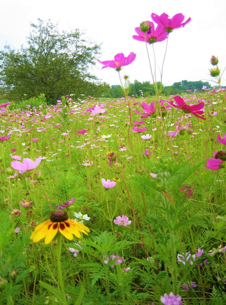 Cosmos field