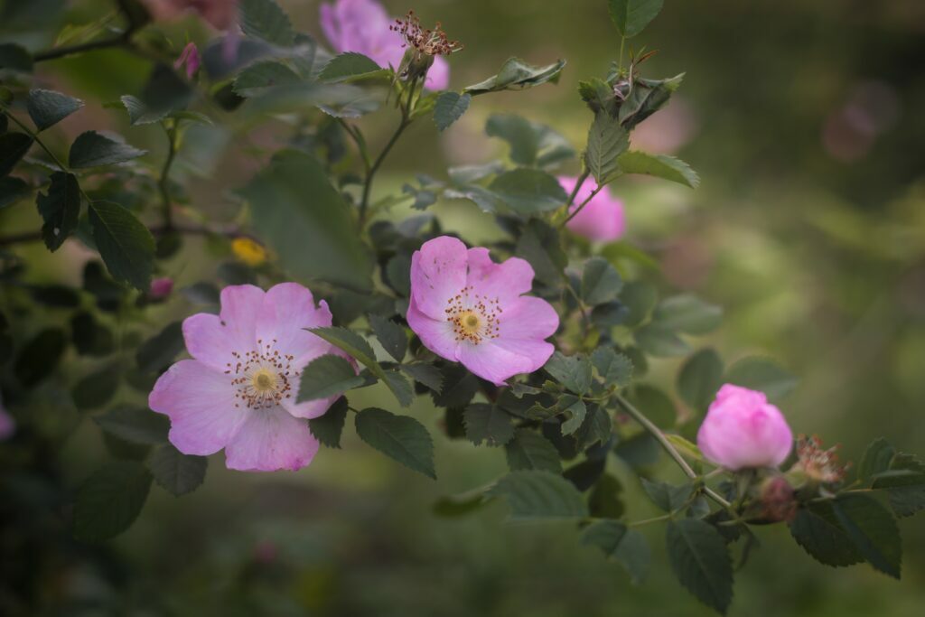 Wild rose bush. Take the Bach Flower Personality Test to see if you need Wild Rose.