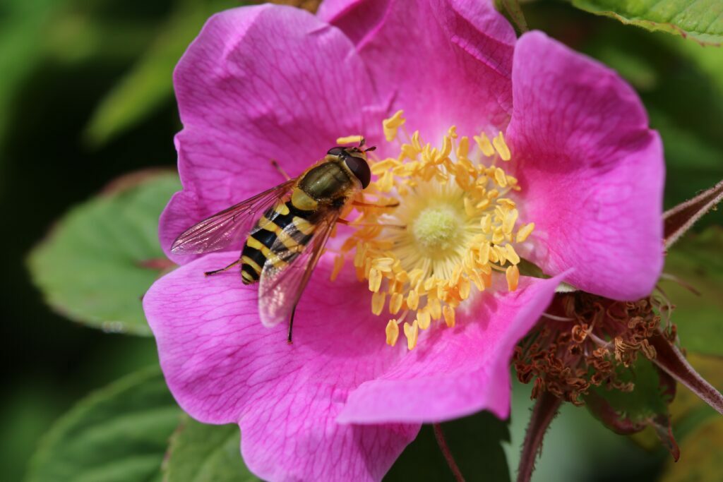 Pink wild rose with bee