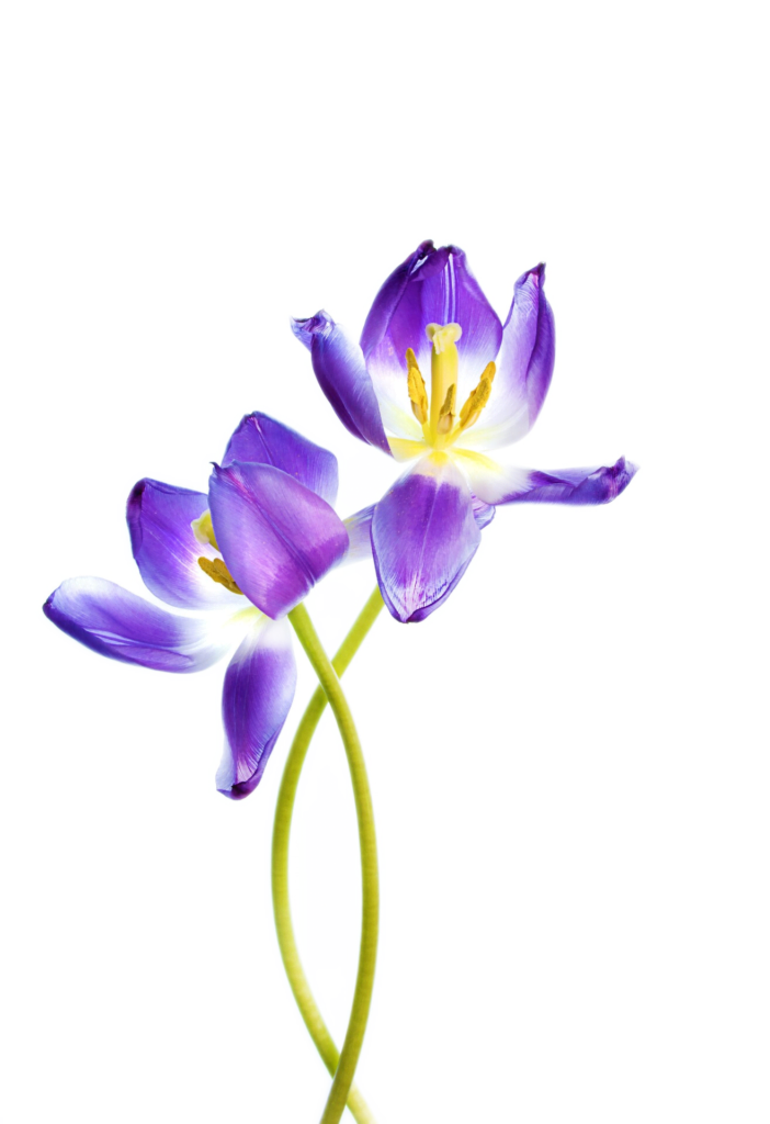 Iris image
