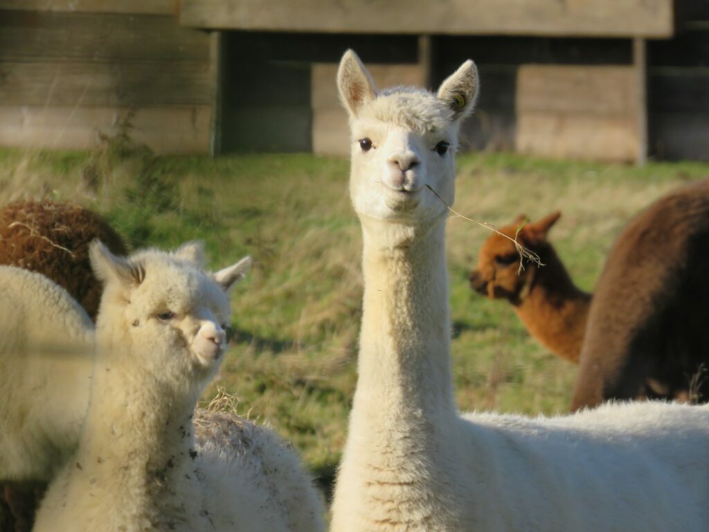 Llamas are soothed by flower essences too!
