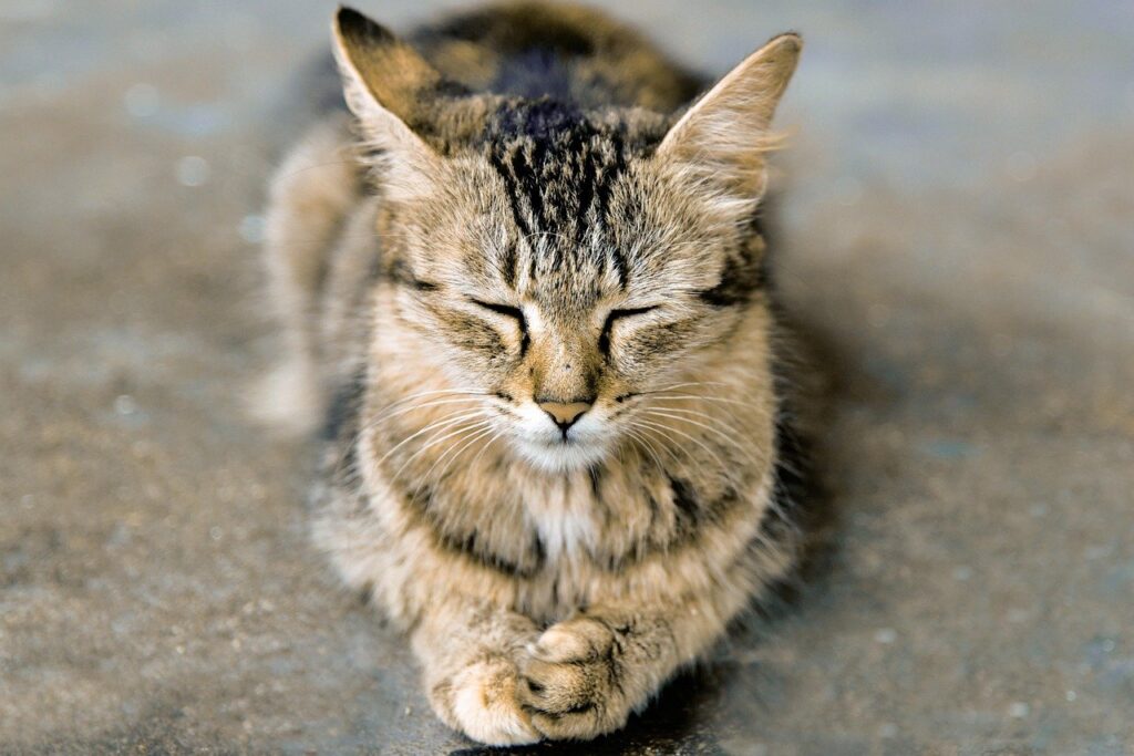 Cat meditating, as an example of helping animals with flower remedies by attuning to them.