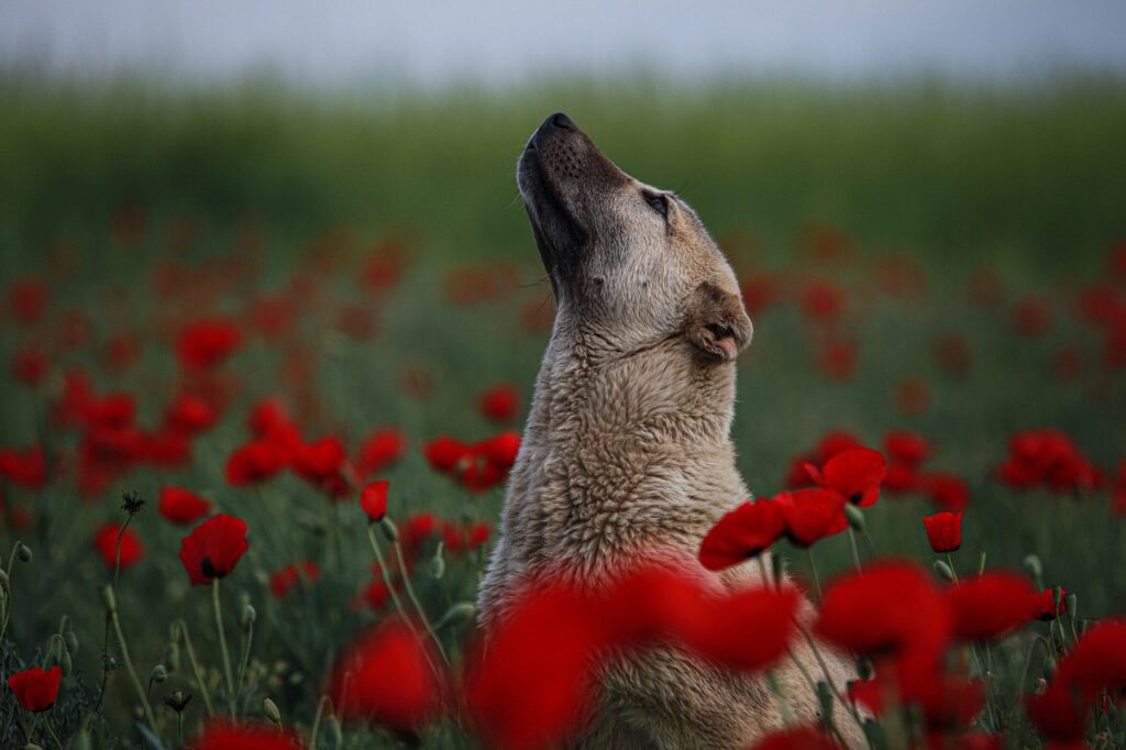 Soulful dog in poppies as an example of helping flowers with flower remedies.
