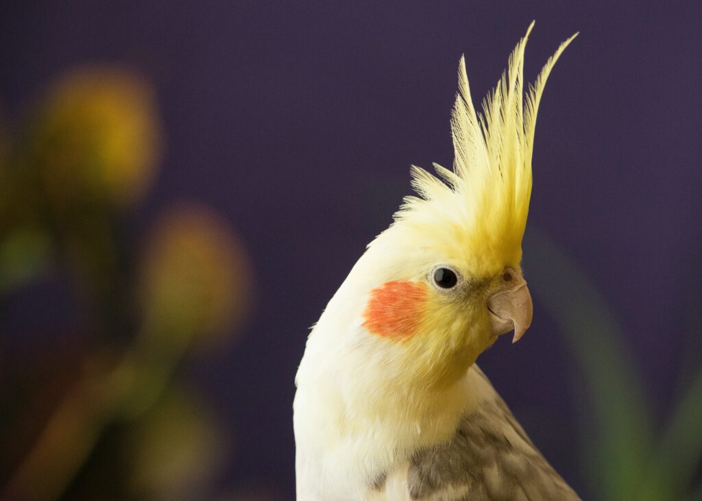 Yellow cockatiel looking at us. Birds are soothed with Bach Flower Remedies too.