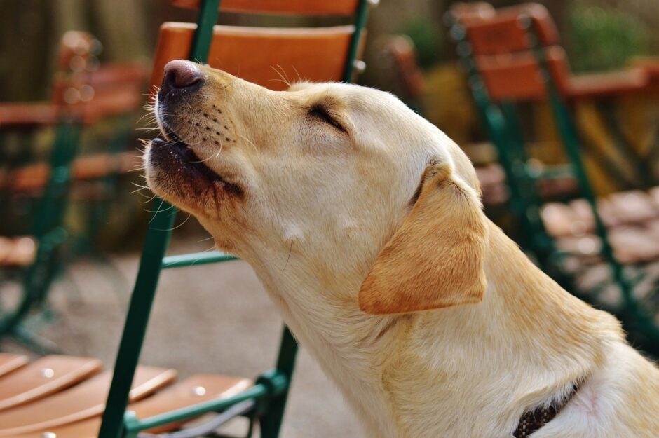 Howling labrador retriever