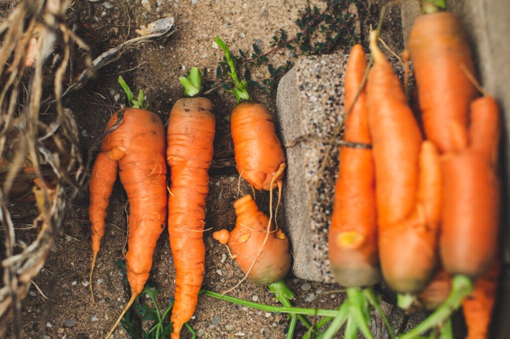 carrots on ground