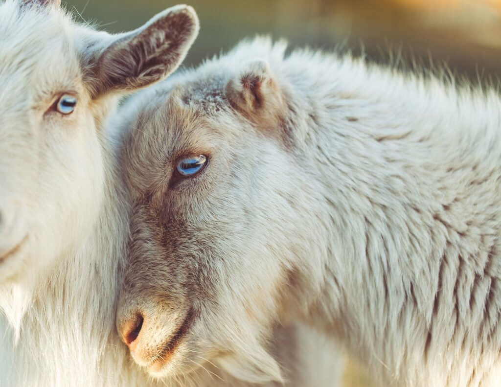 A couple of sheep showing affection are an example of helping animals with flower remedies.