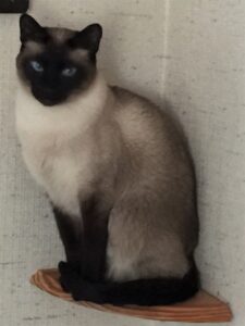 Sunny on perch. Dreamwork awakens the psyche, including telepathic communication with pets!