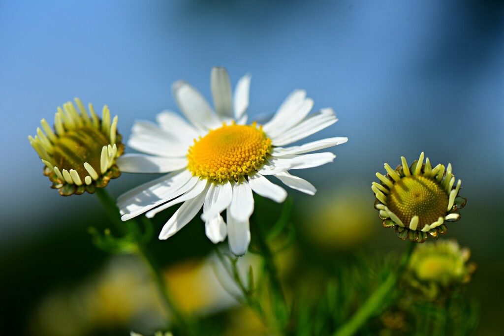 Chamomile