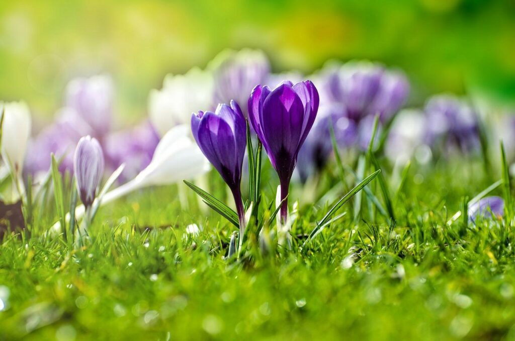 Crocuses