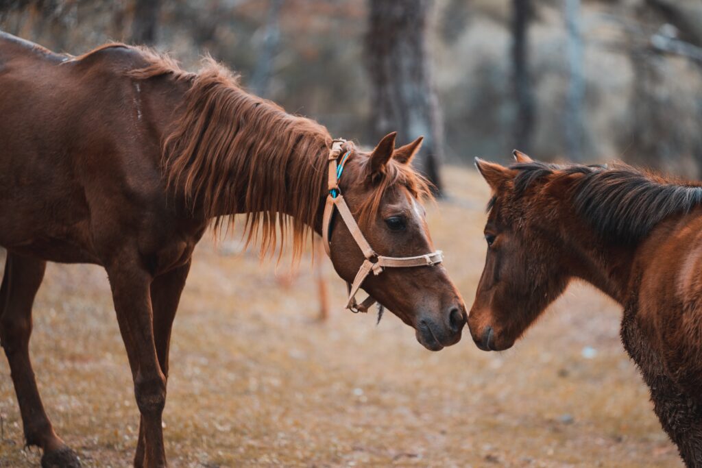 Horses showing affection to one another.