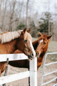 Horses getting along well.