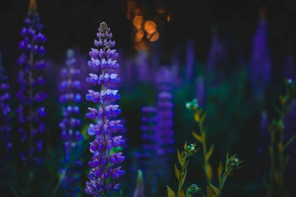 Deep Purple lupins at night