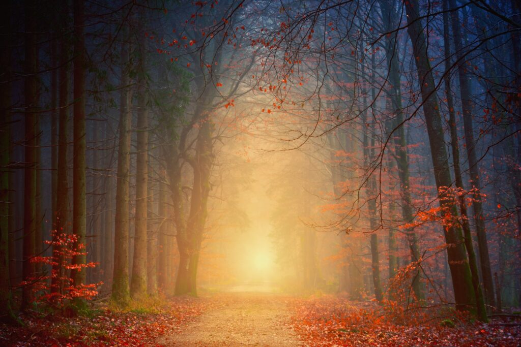 Sun at the end of the woods