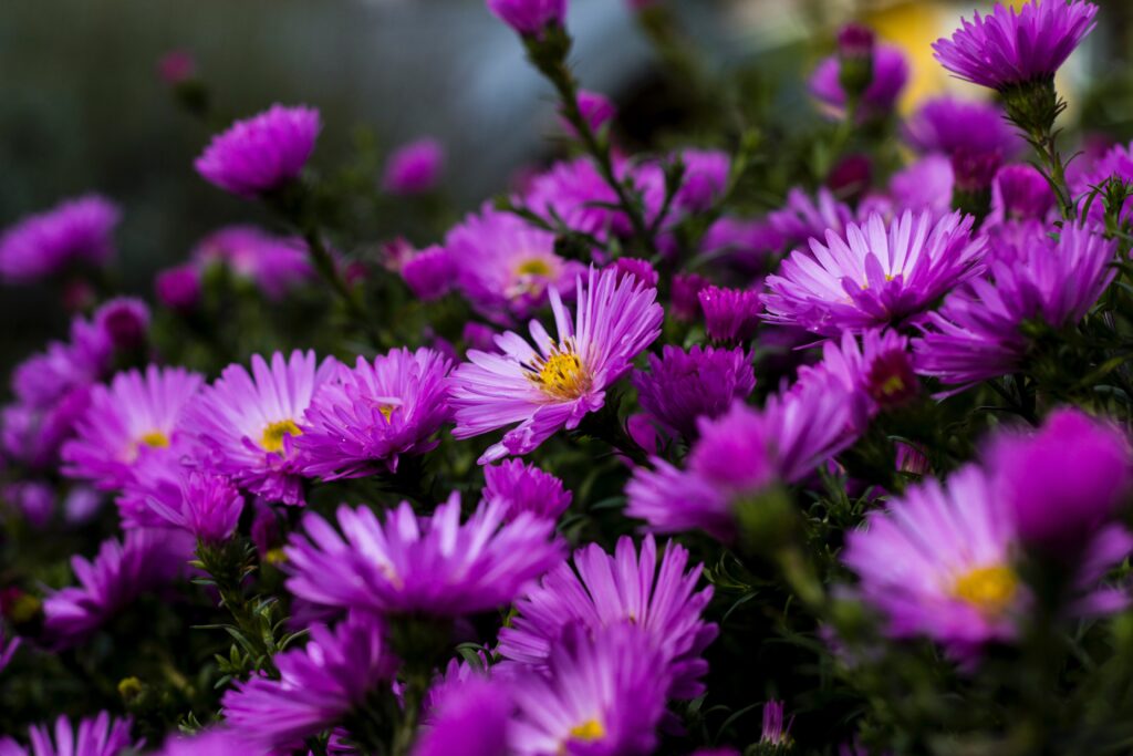 Purple asters representing our gradual blossoming in therapy and in life