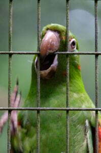 A stress parrot in a cage benefits from flower remedies, as do all birds.