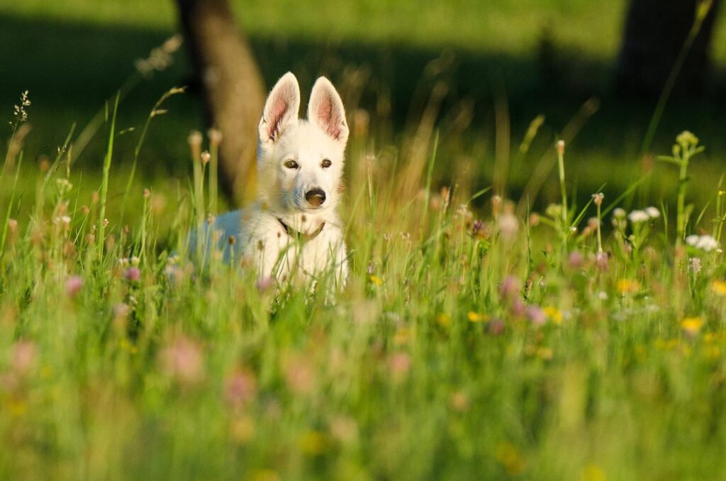 White shepherd dog in field of flowers. Dogs love Bach Flower Remedies!