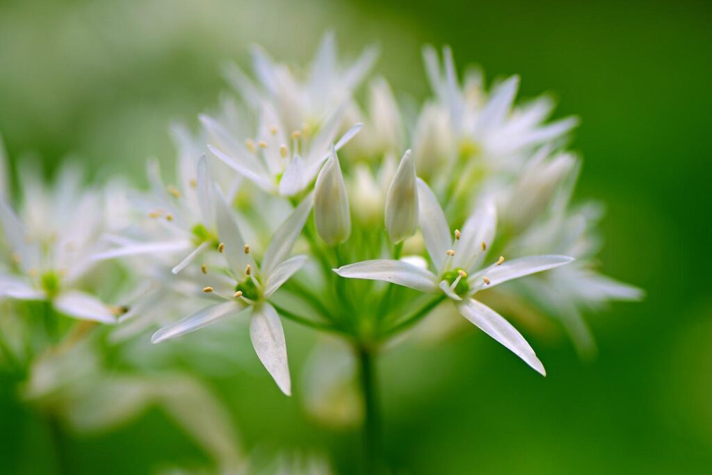 Wild white garlic flowers. The flower essence of garlic is protective.