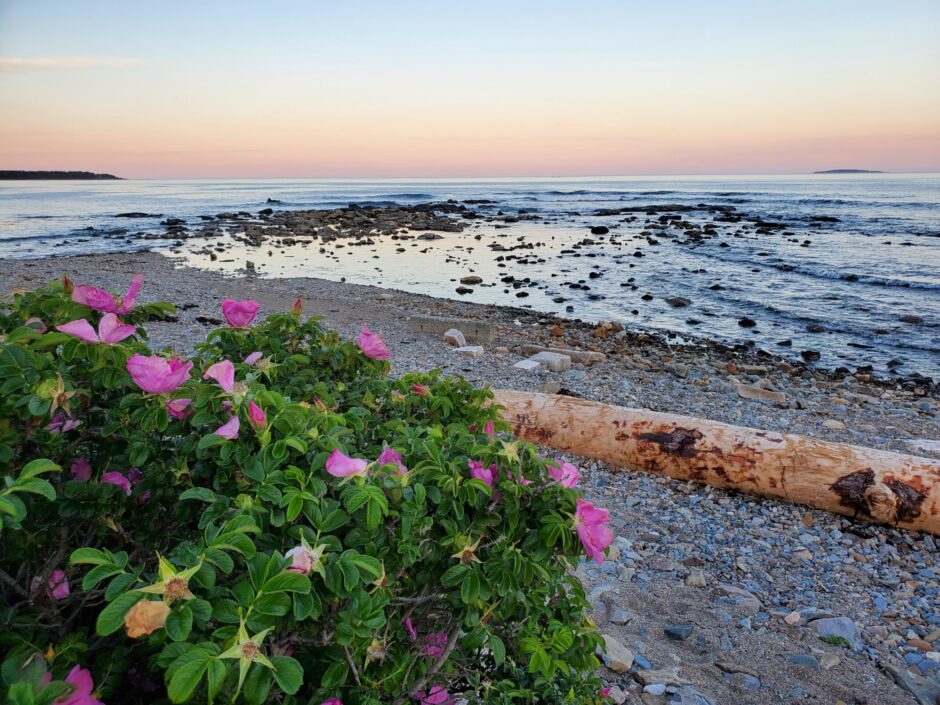 Wild Roses at Seawall