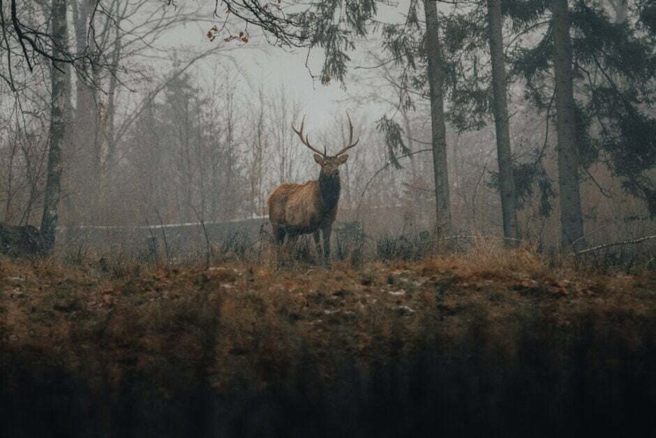 Moose in smoky forest. Girl in distress at her computer. We all need help coping with climate anxiety.