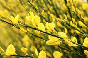 Scotch Broom flowers improve coping with anxiety about the world.