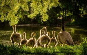 Family of Geese