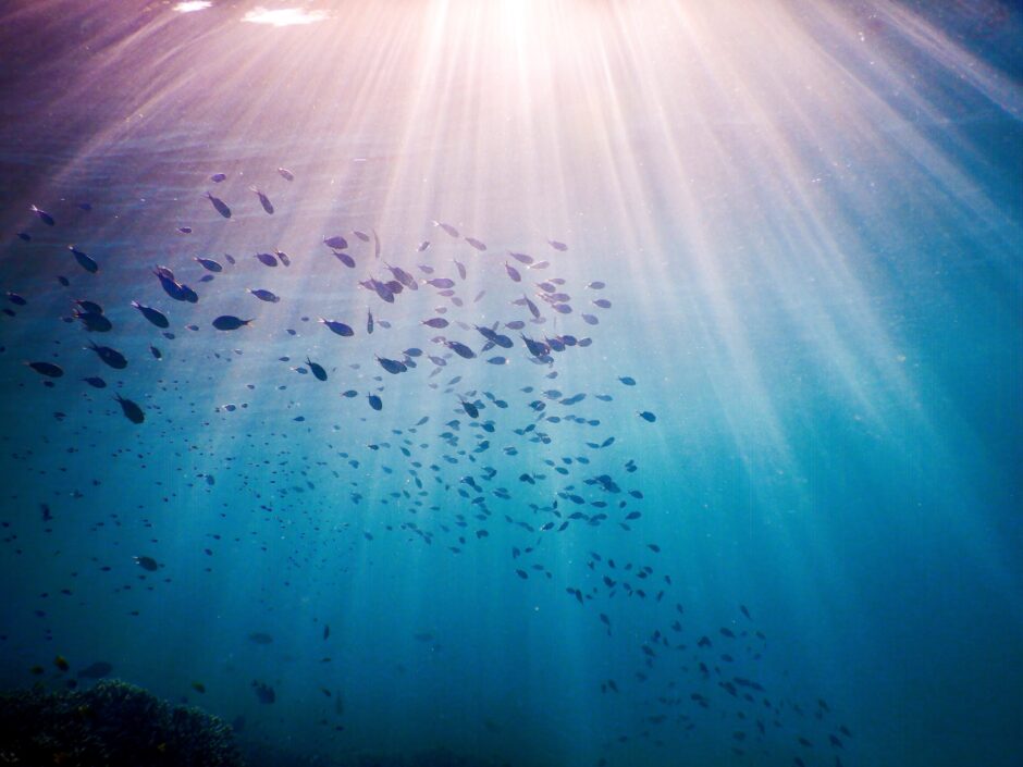 Underwater school of fish