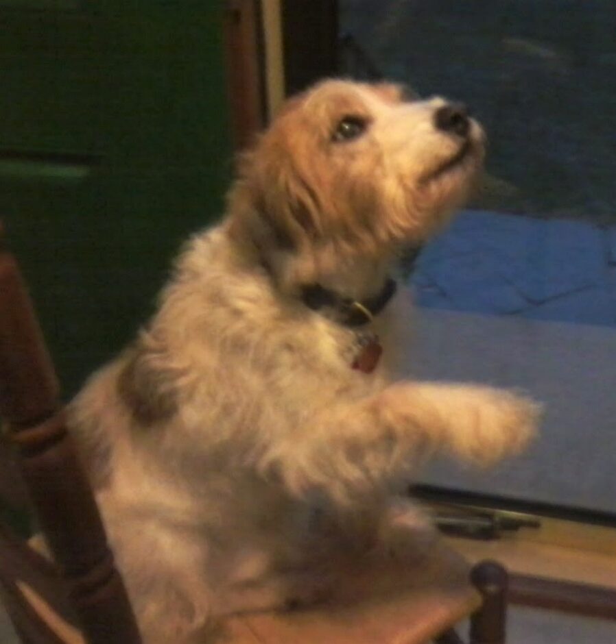 Bailey asking for love. The Bach Flower Remedy, Holly, an integrative health product, resolved these issues.