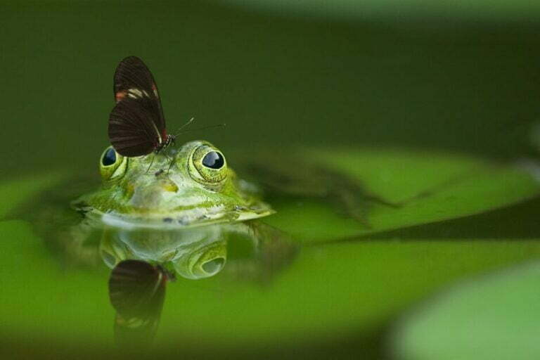 Butterfly on frog. Nature reminds us that we are all connected.
