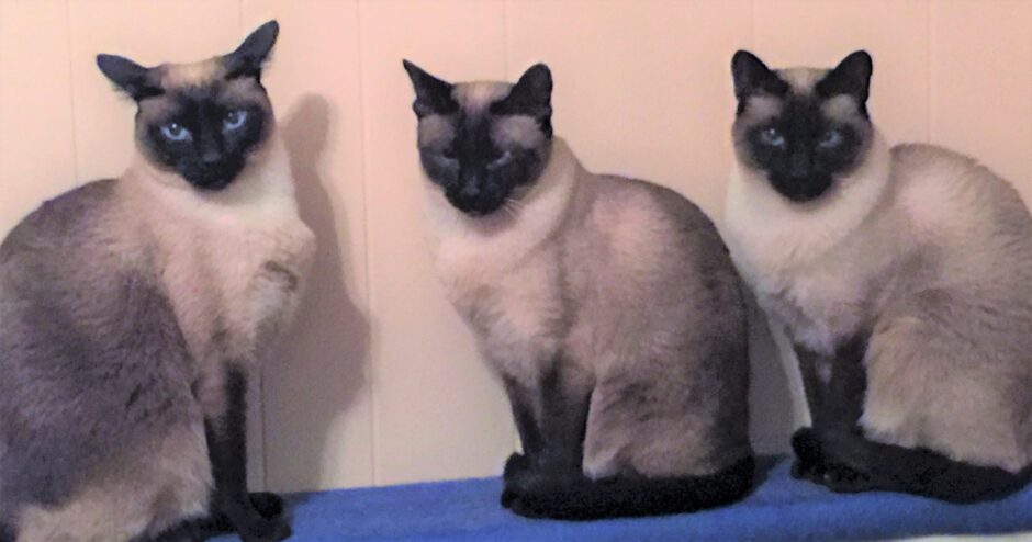 My dream guidance helps Daisy, Rosie and Sunny.