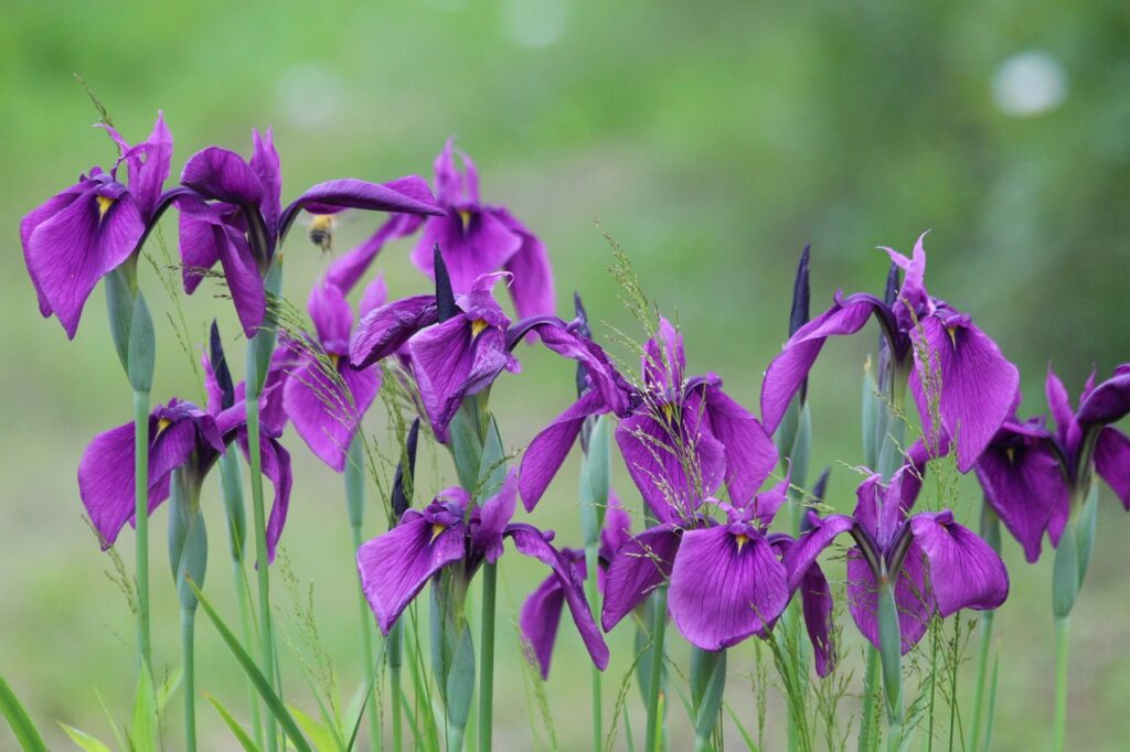 Purple irises representing mental health and wellness therapy with Deborah Lee at Iris Healing Arts. Here is my registration form.