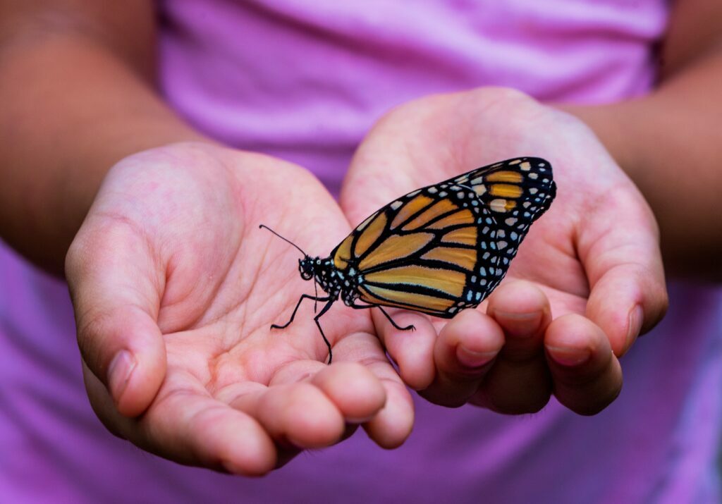 Butterfly in open hands as a symbol of healing with mental health and wellness therapy.