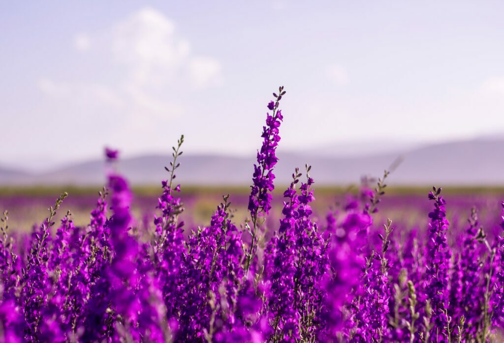 Purple wild flowers with mountains in view