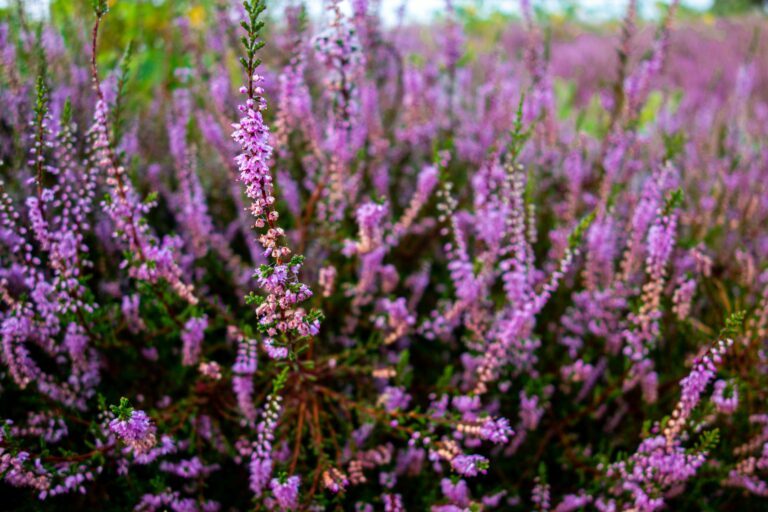 Heather flowers. Take the Bach Flower Personality Test to see if you need Heather.