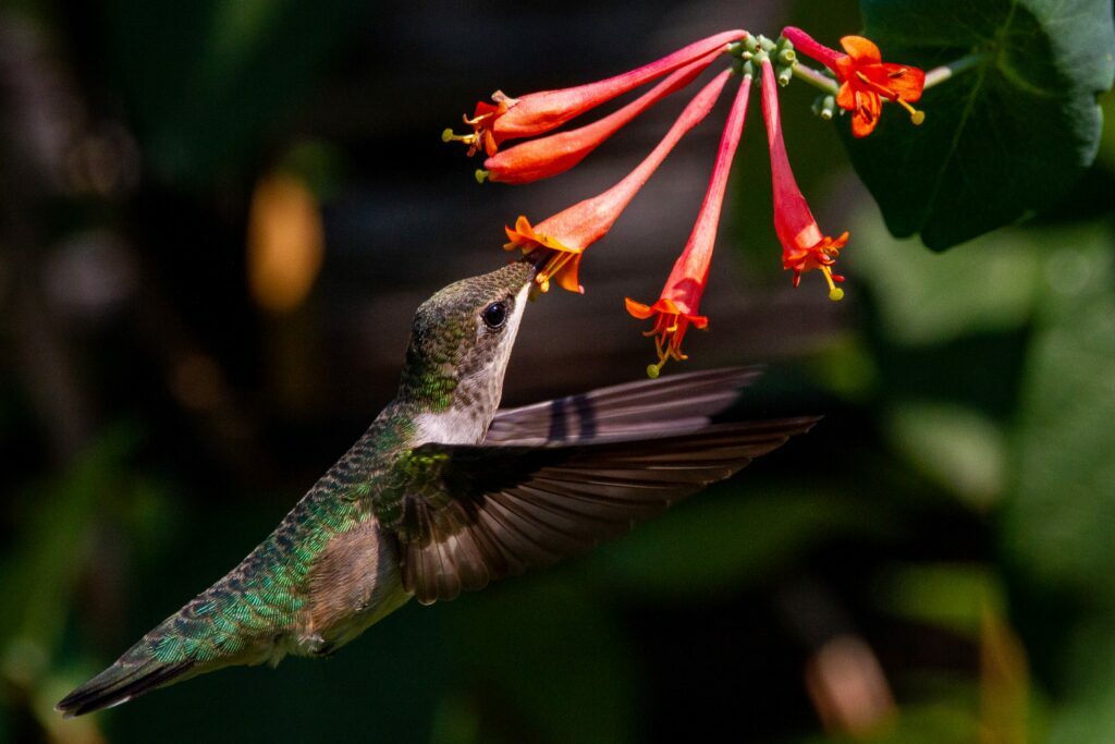 Honeysuckle and humming bird. Take the Bach Flower Personality Test to see if you need Honeysuckle.