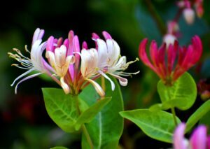 Two honeysuckle blooms. Bach Flowers are great Plan Medicine!
