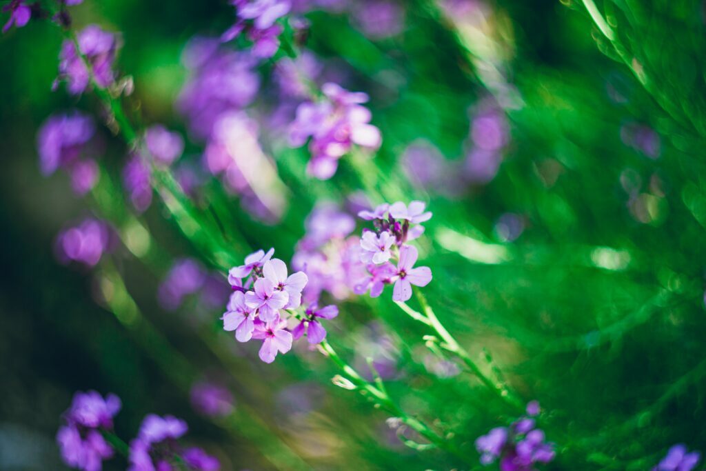 Purple and green flowers. All parts of plants are beneficial in botanical medicine.