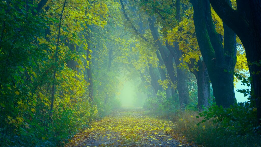 Path to the light in the woods