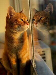 A sad golden cat looks out a window. Flower remedies help cats with separation anxiety and stress.