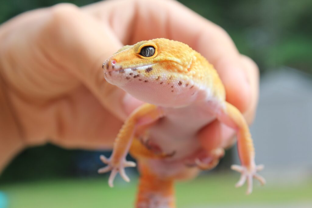 Hand holding a pet gecko. Even geckos are helped with Bach Flower Remedies!