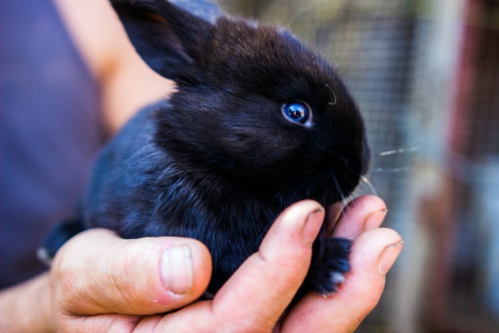 Tiny black rabbit in hand. Bach flower remedies heal animals too!