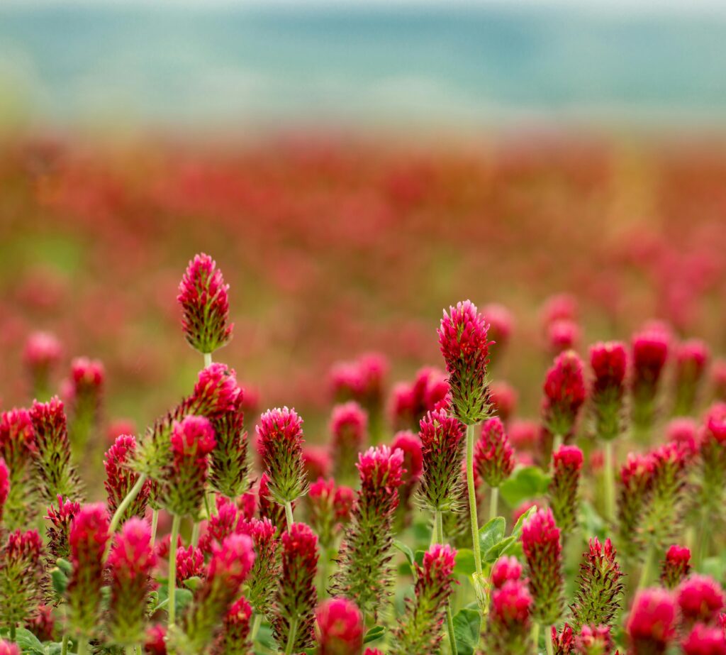 Red Clover helps menopausal women